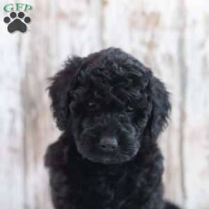 Hayes, Mini Labradoodle Puppy